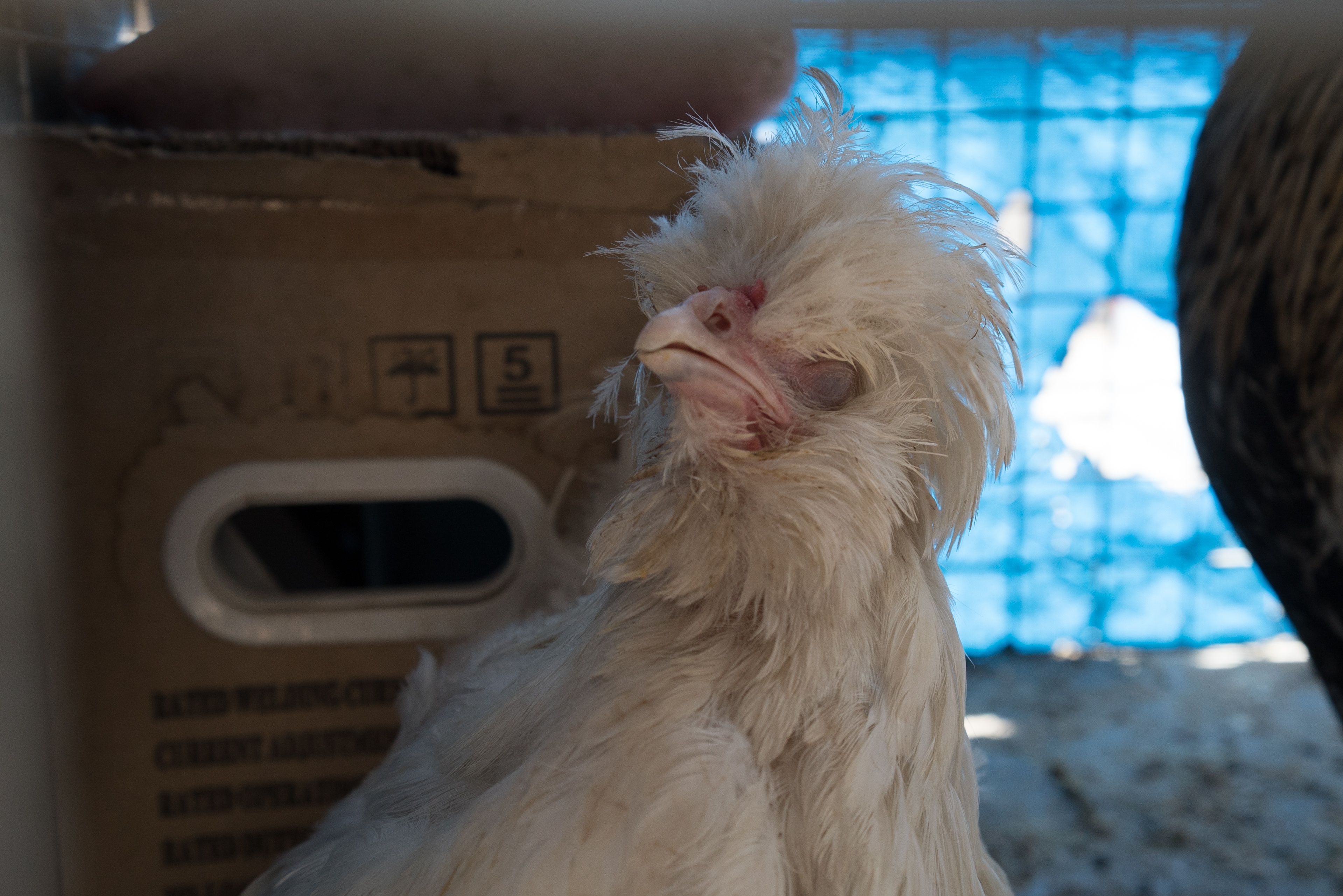 Erbil market for birds and animals, Erbil, Kurdistan Region, June 4, 2016. (Photo: Kurdistan24/Alexandre Afonso)